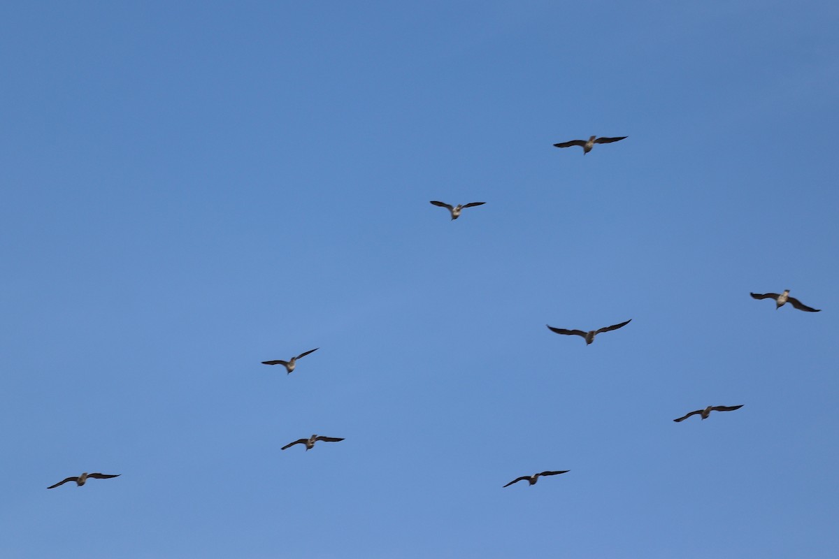 カモメ亜科 - ML646250758