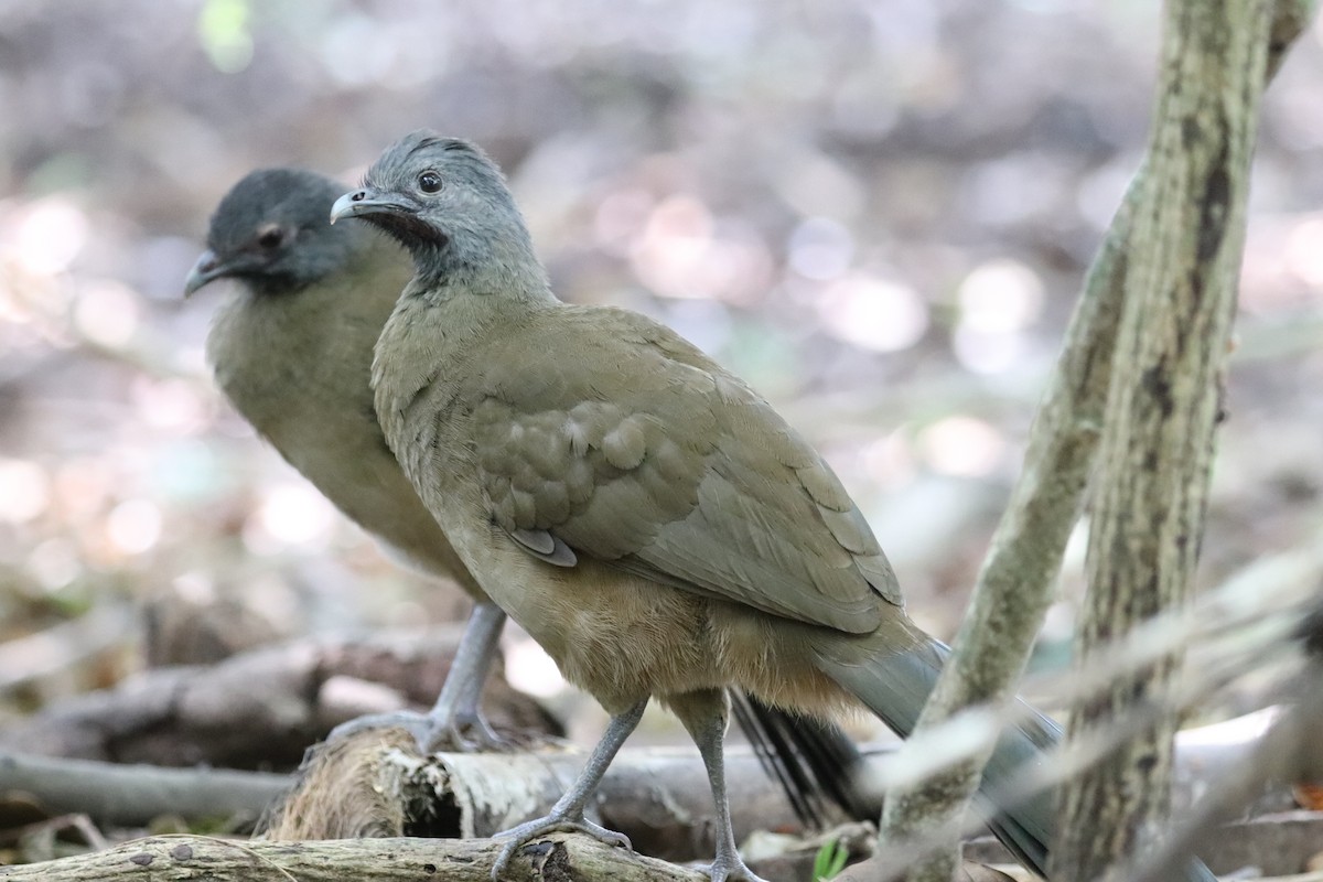 Plain Chachalaca - ML646250774