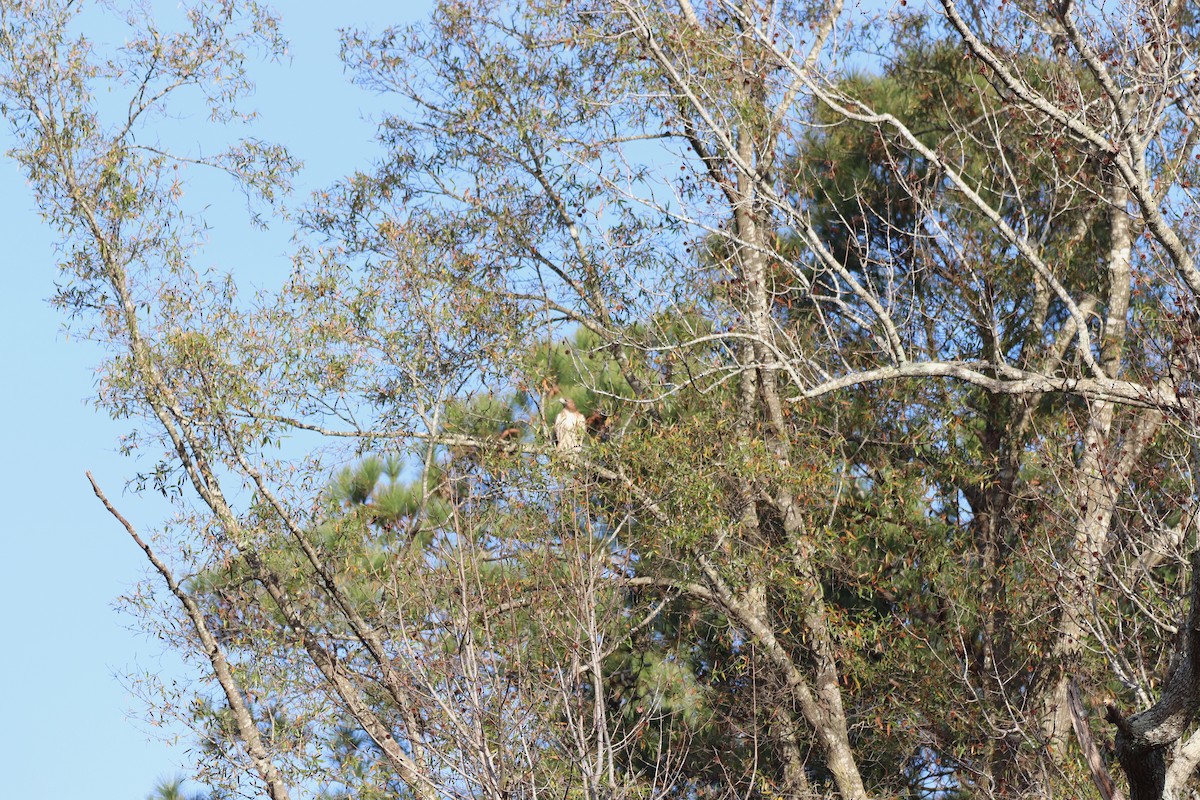 Red-tailed Hawk - ML646250778
