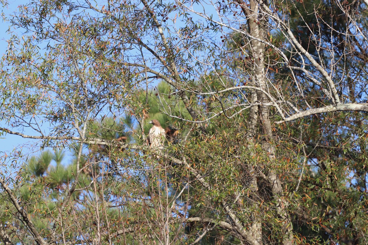 アカオノスリ - ML646250781