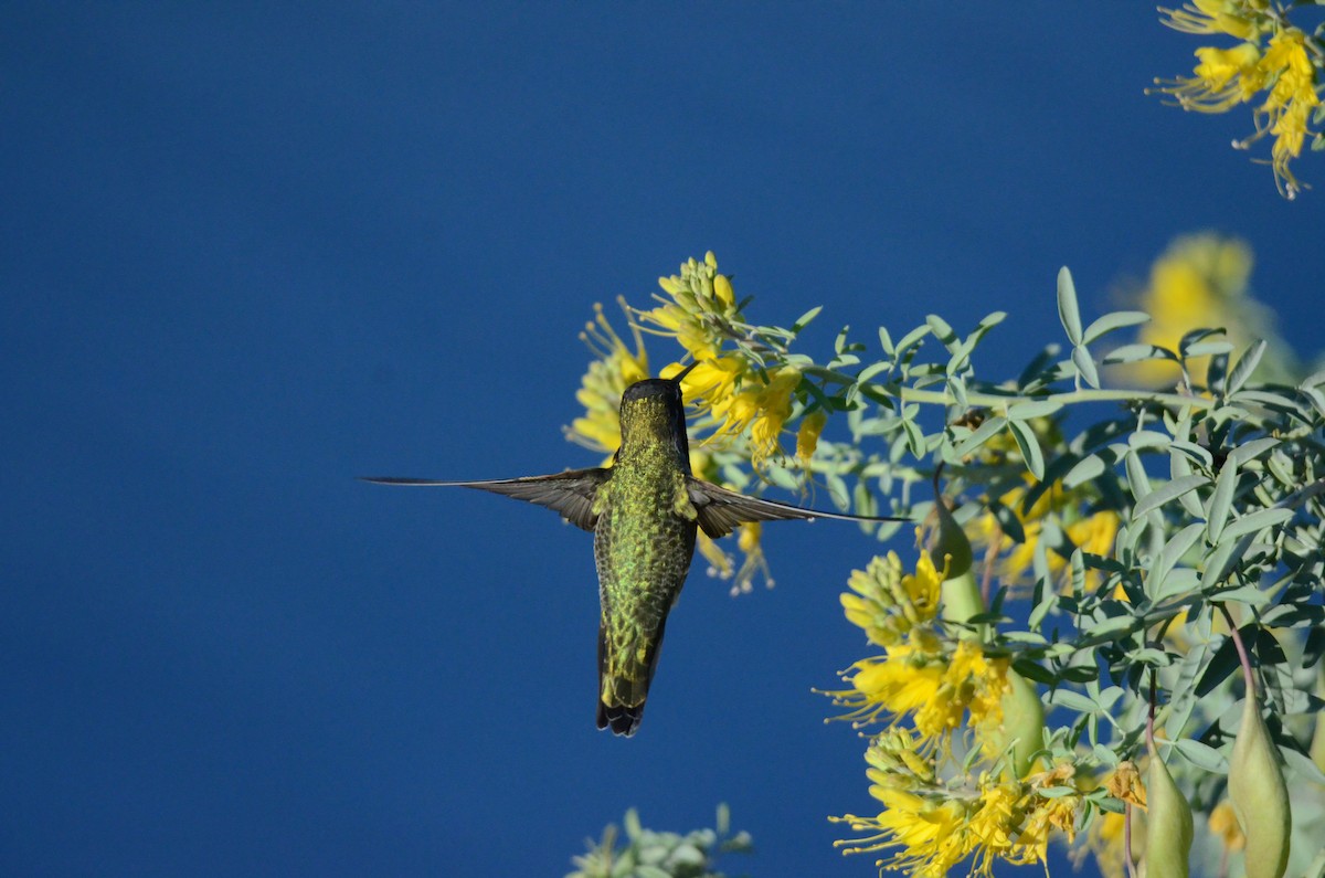 アンナハチドリ - ML646250782