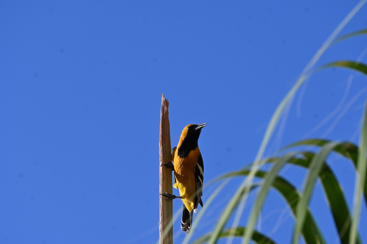 ムナグロムクドリモドキ - ML646250785