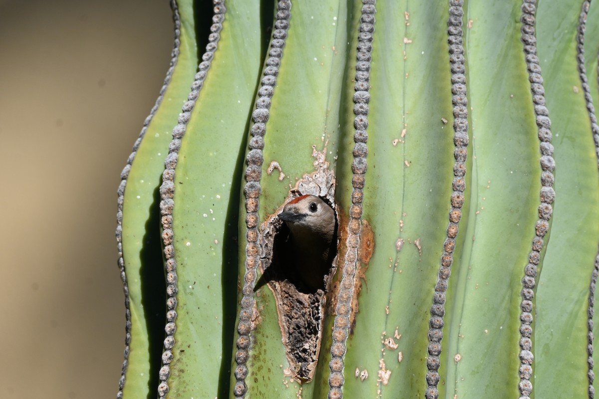 サバクシマセゲラ - ML646250787