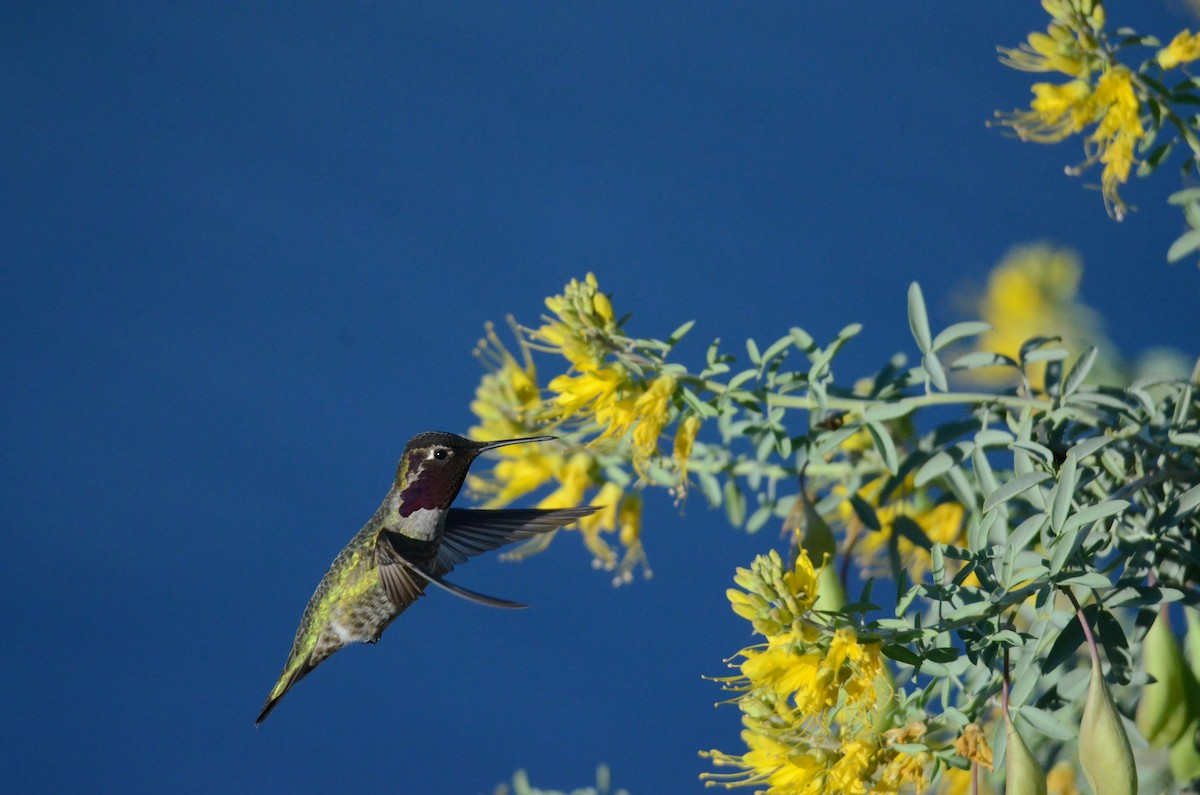 アンナハチドリ - ML646250788