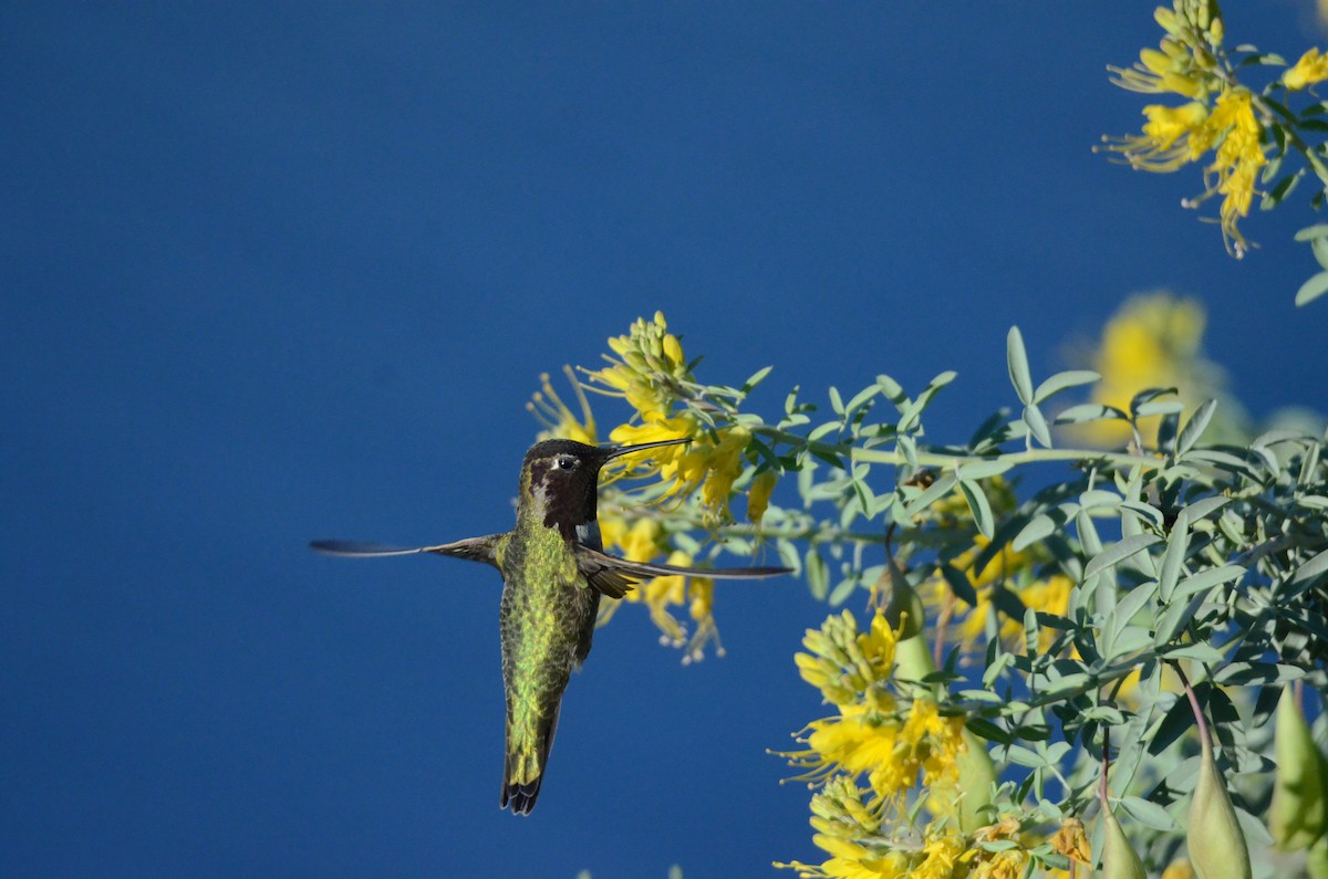 アンナハチドリ - ML646250789