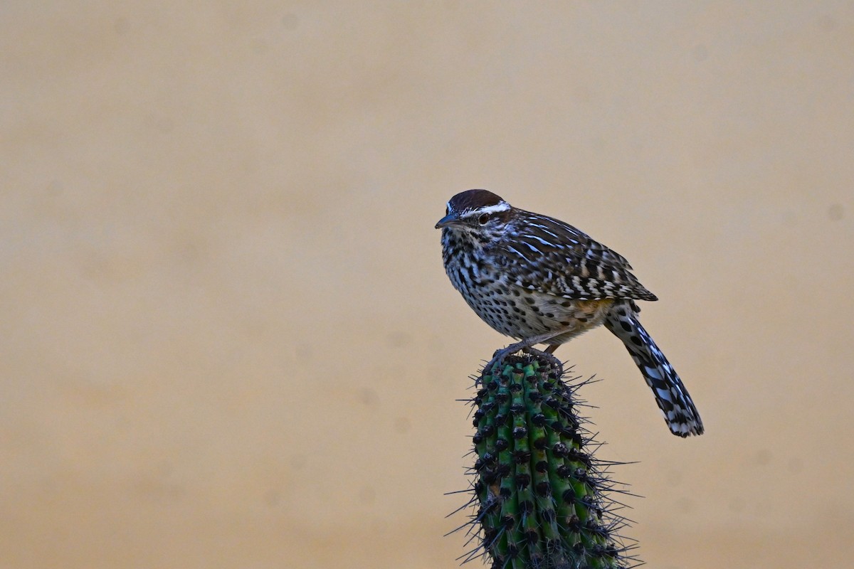 サボテンミソサザイ - ML646250790