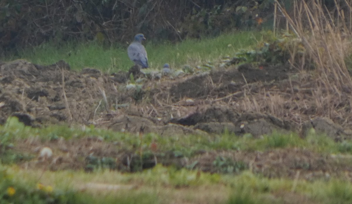 ヒメモリバト - ML646250791