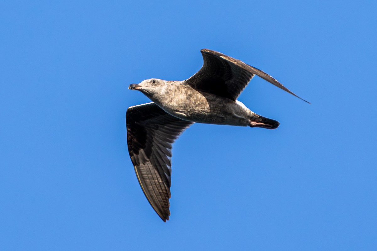 アメリカオオセグロカモメ - ML646250792