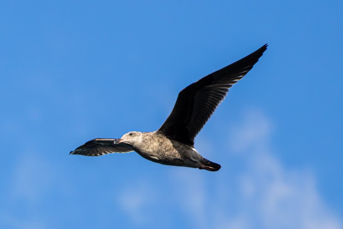 アメリカオオセグロカモメ - ML646250793