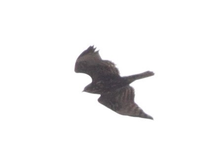 アカオノスリ（harlani） - ML646250794