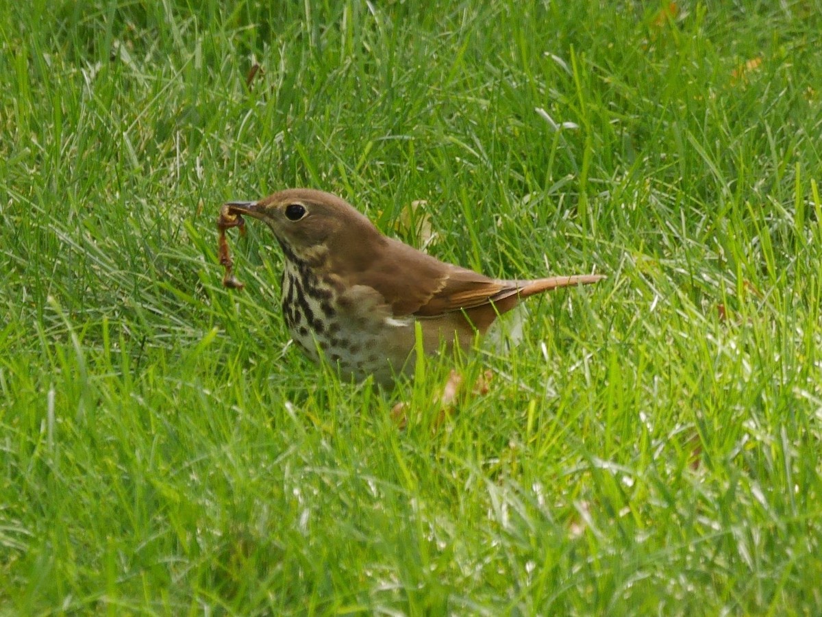 チャイロコツグミ - ML646250796