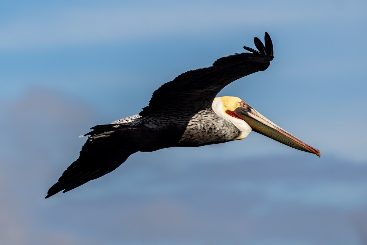 カッショクペリカン（californicus） - ML646250800