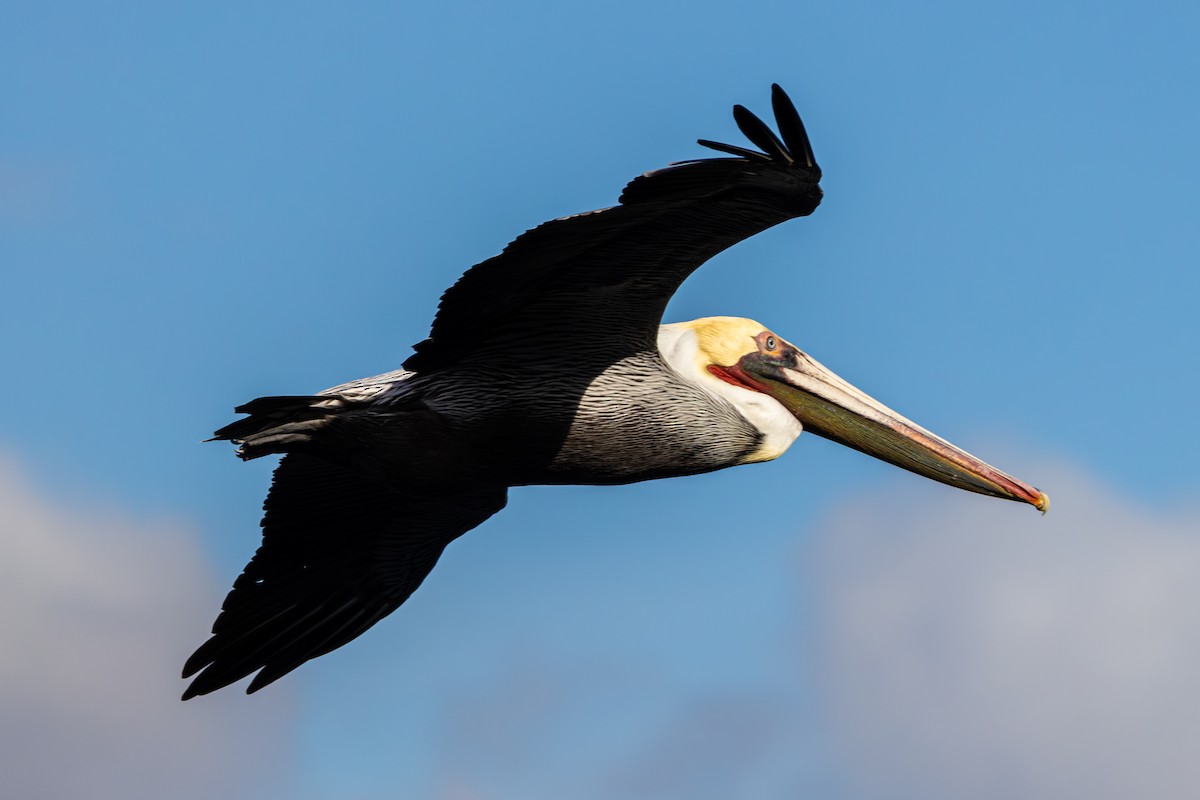 カッショクペリカン（californicus） - ML646250801