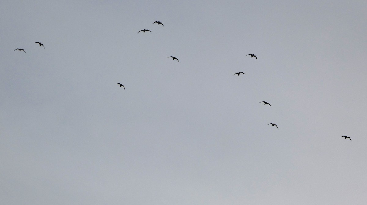 ヨーロッパムナグロ - ML646250803