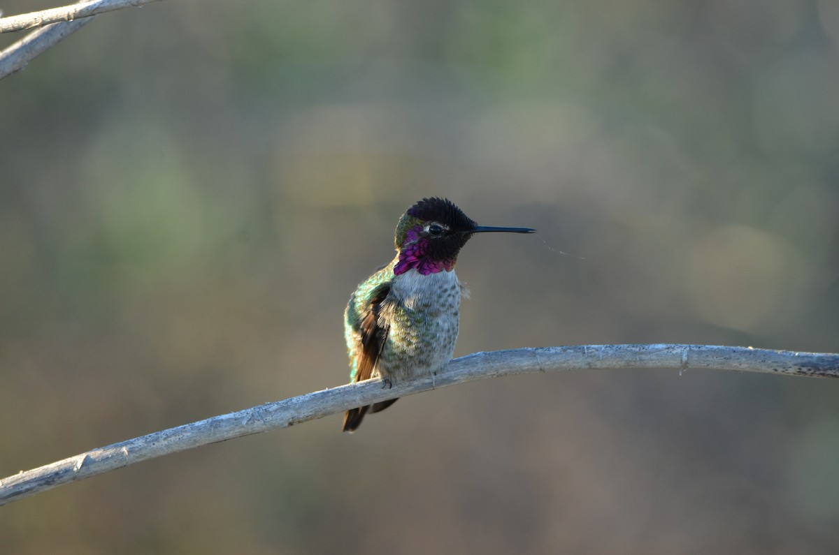 アンナハチドリ - ML646250804