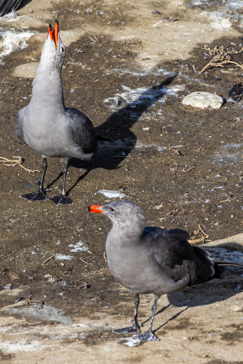 オグロカモメ - ML646250806