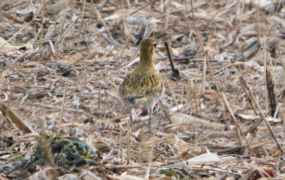 ヨーロッパムナグロ - ML646250807