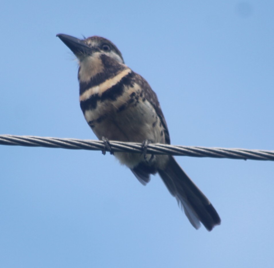 テリノドエメラルドハチドリ - ML646250808