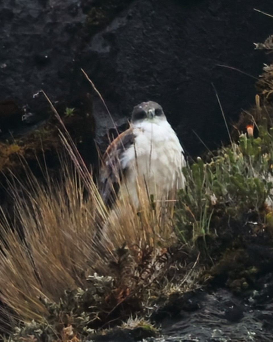 セアカノスリ - ML646250812