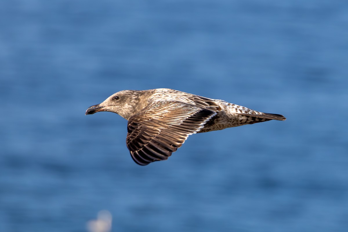 アメリカオオセグロカモメ - ML646250817