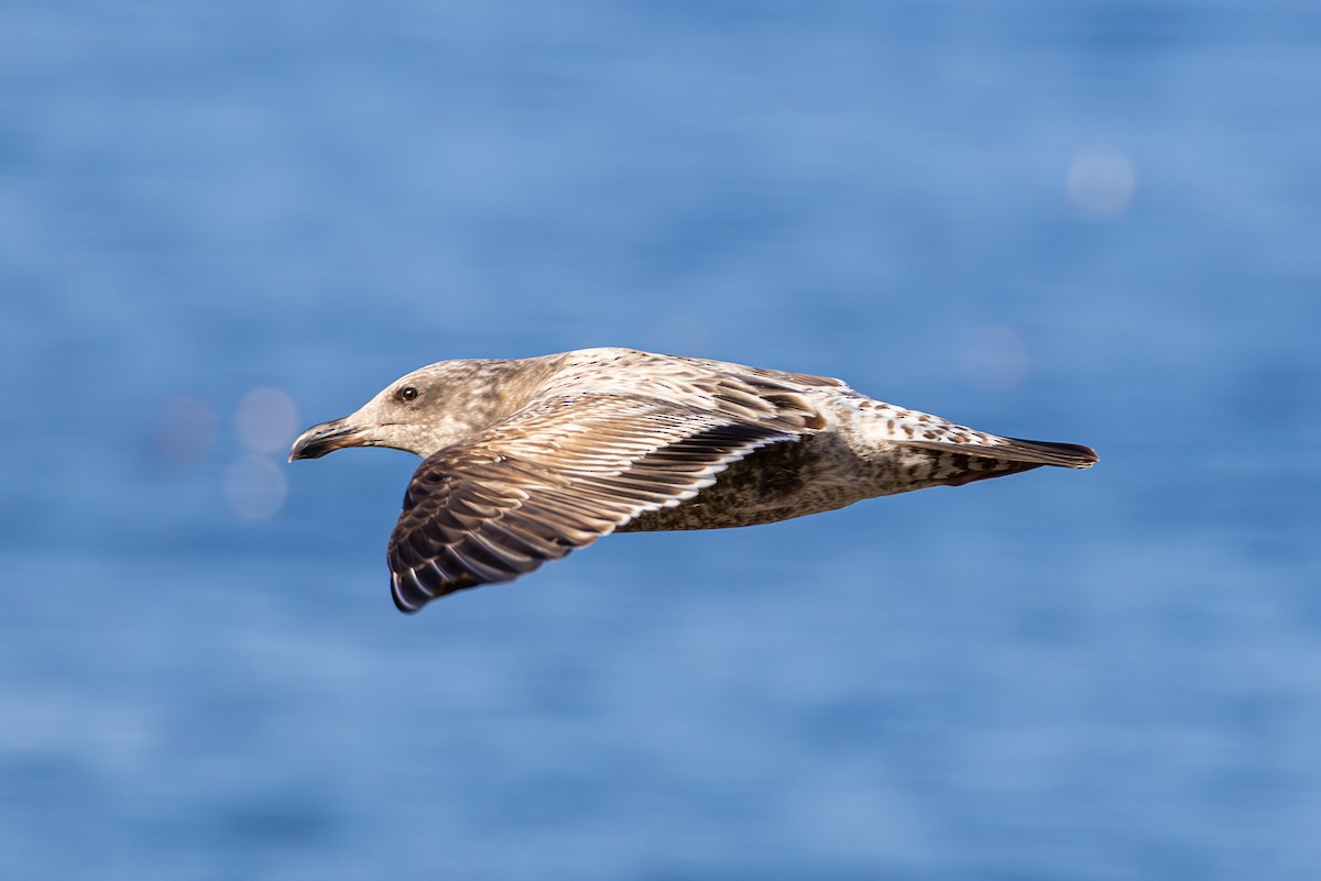 アメリカオオセグロカモメ - ML646250818