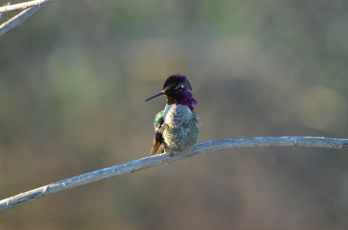 アンナハチドリ - ML646250819