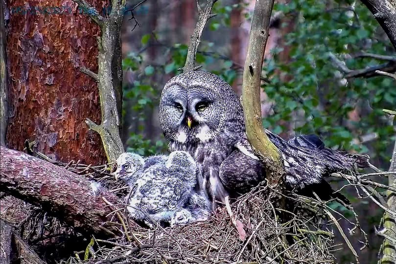 カラフトフクロウ - ML646250820