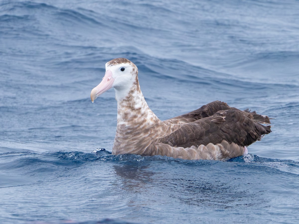 Antipodean Albatross (Gibson's) - ML646250824