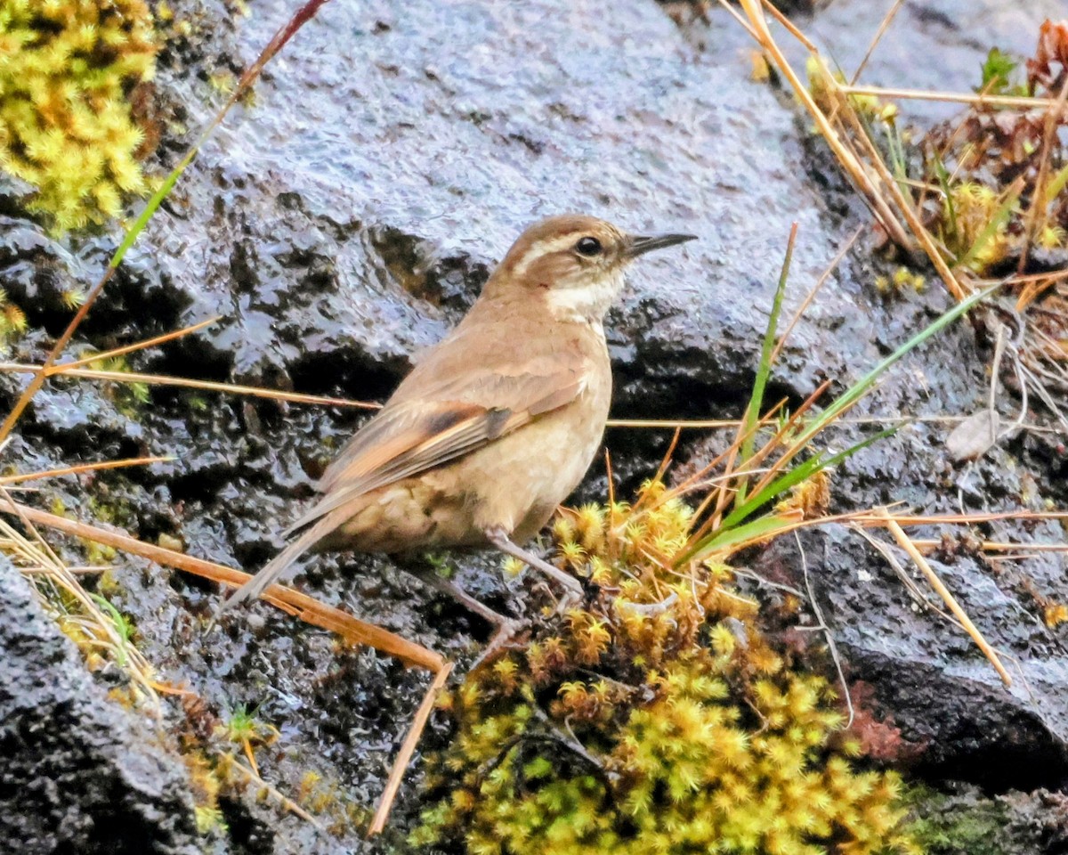 クリバネカワカマドドリ - ML646250825