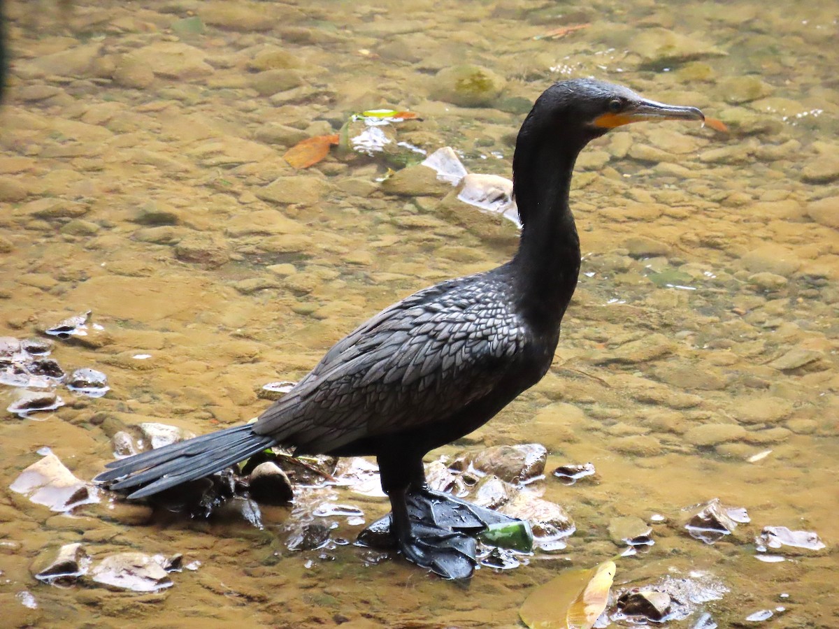 ナンベイヒメウ - ML646250826