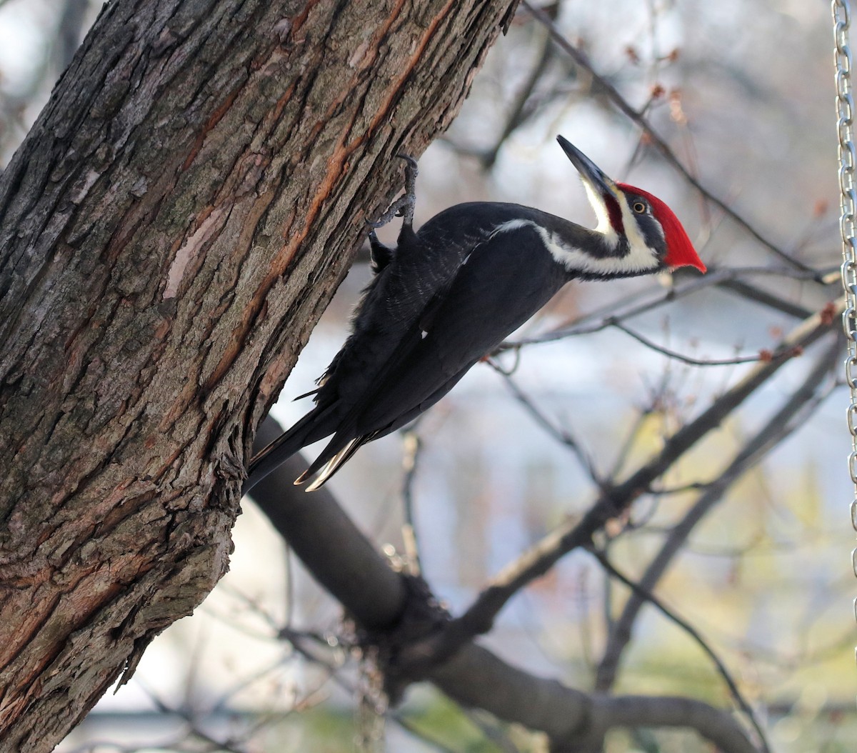 datel chocholatý - ML646250827