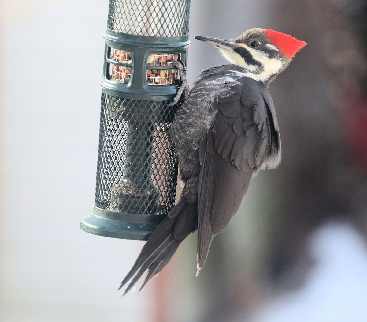 datel chocholatý - ML646250828