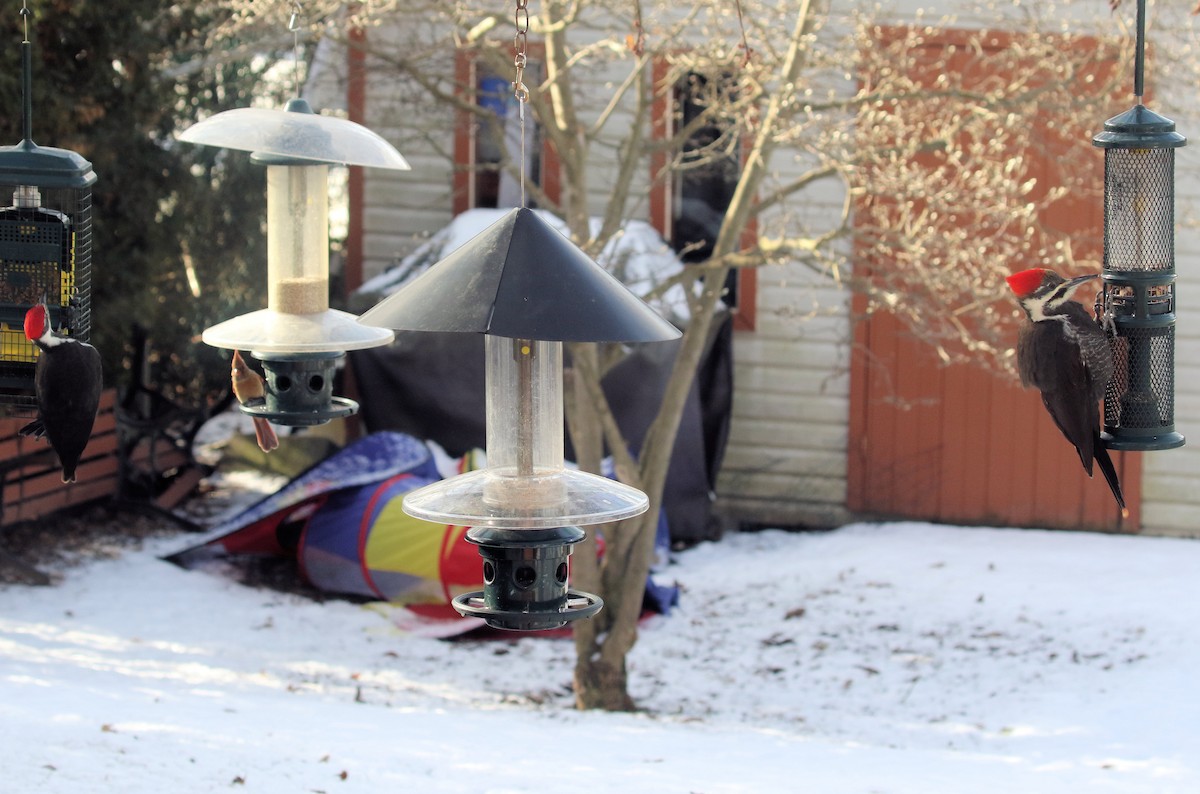 datel chocholatý - ML646250829