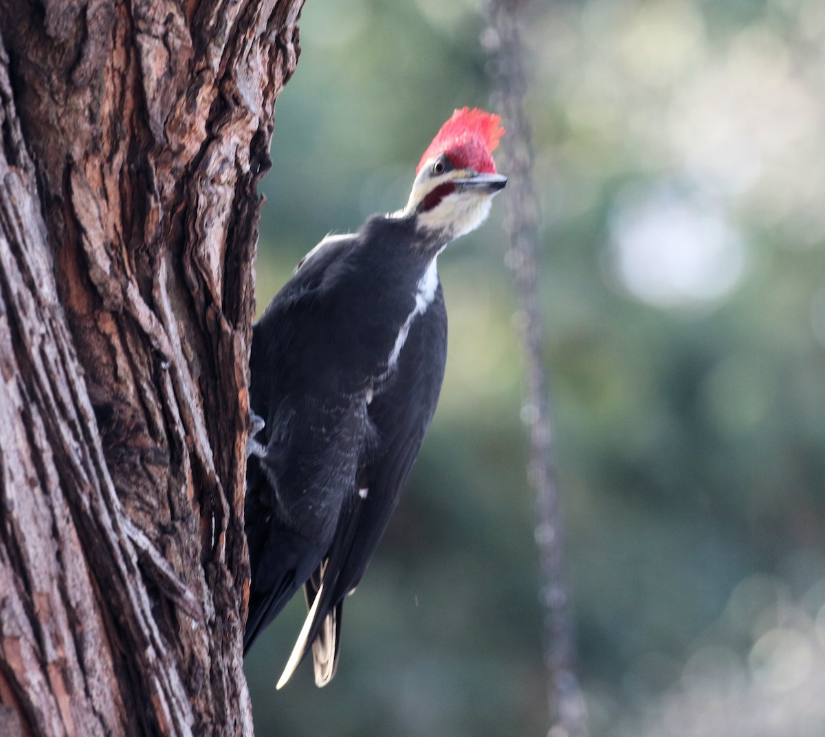 datel chocholatý - ML646250830