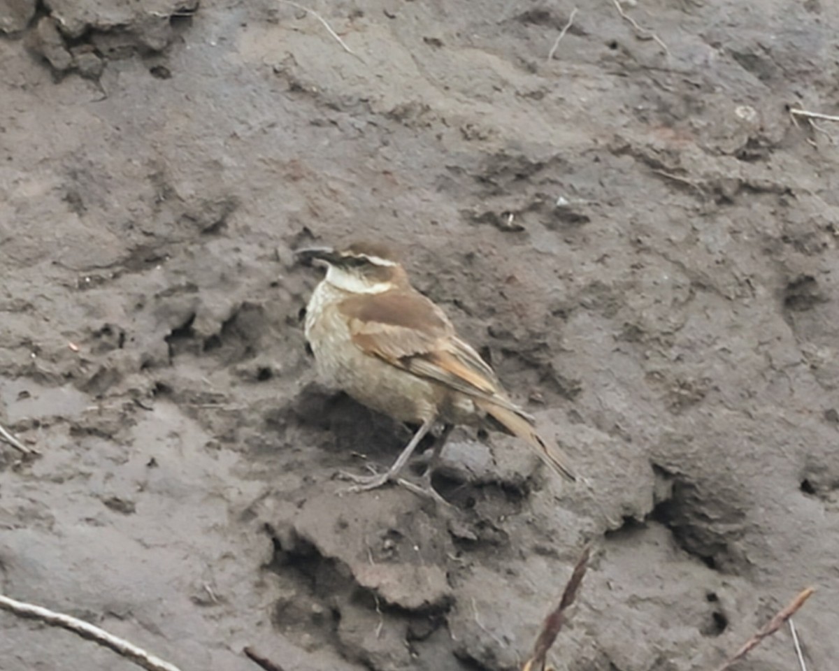 Stout-billed Cinclodes - ML646250831