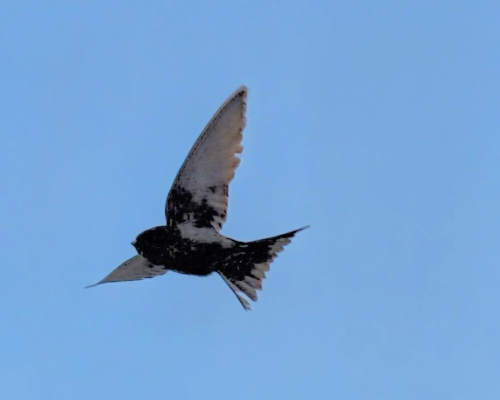 Brown-bellied Swallow - ML646250847