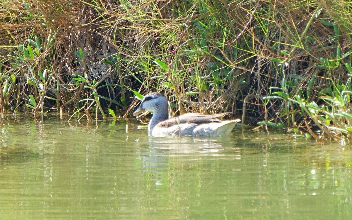 Cotton Pygmy-Goose - ML646250852
