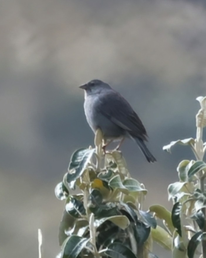 Plumbeous Sierra Finch - ML646250854