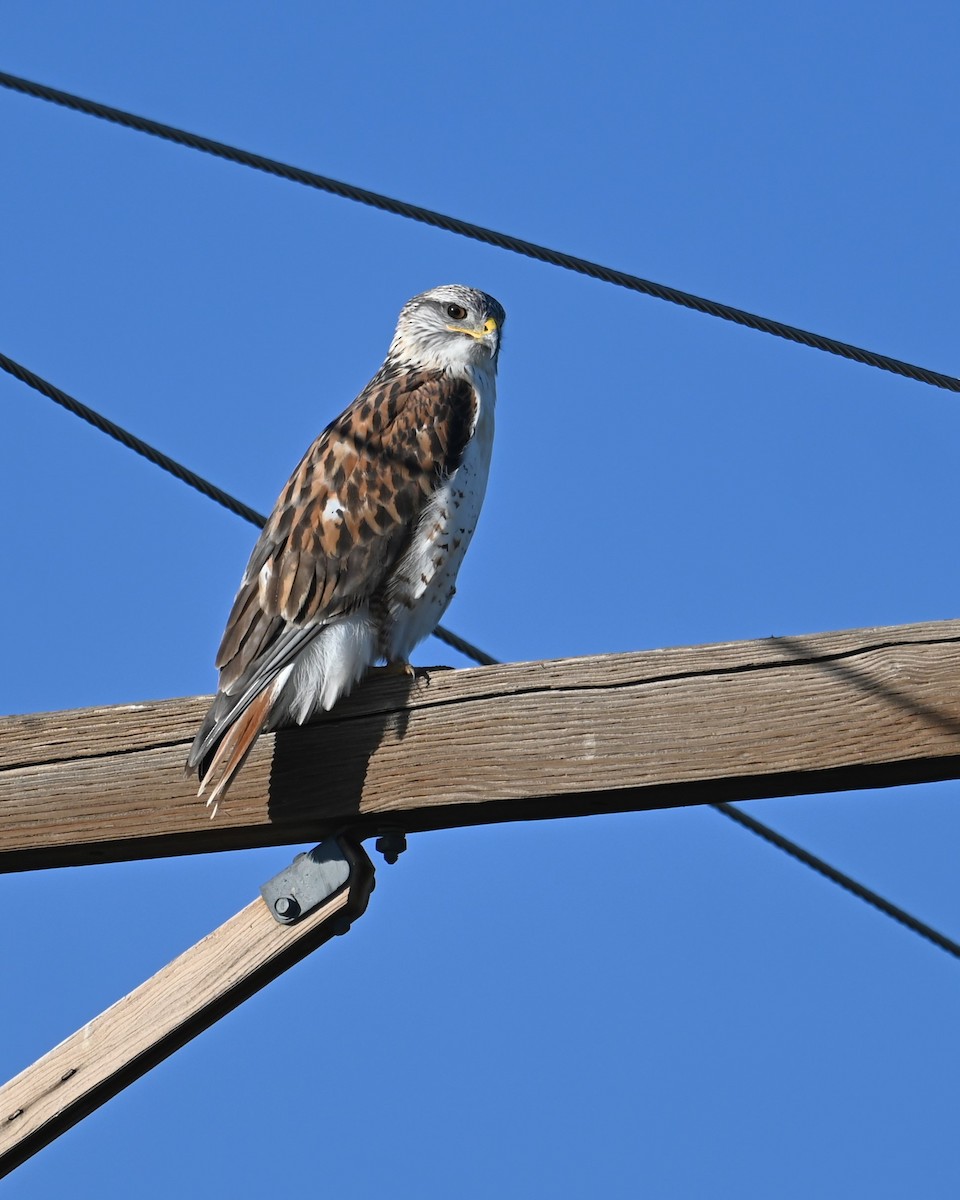 Ferruginous Hawk - ML646250857