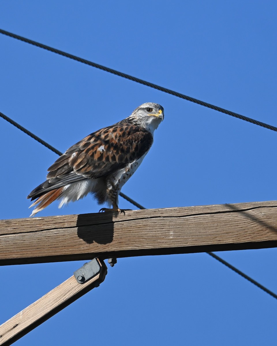Ferruginous Hawk - ML646250859