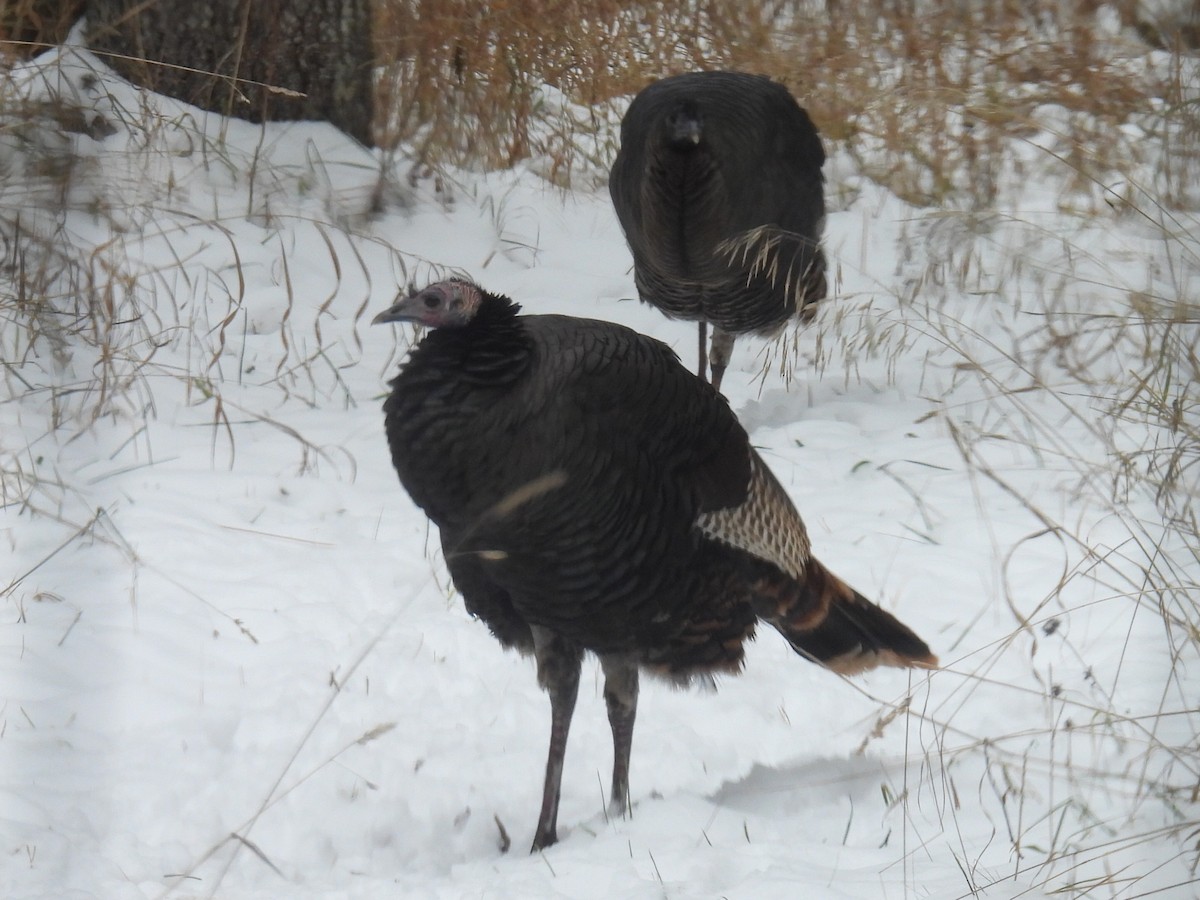 Wild Turkey - ML646250862