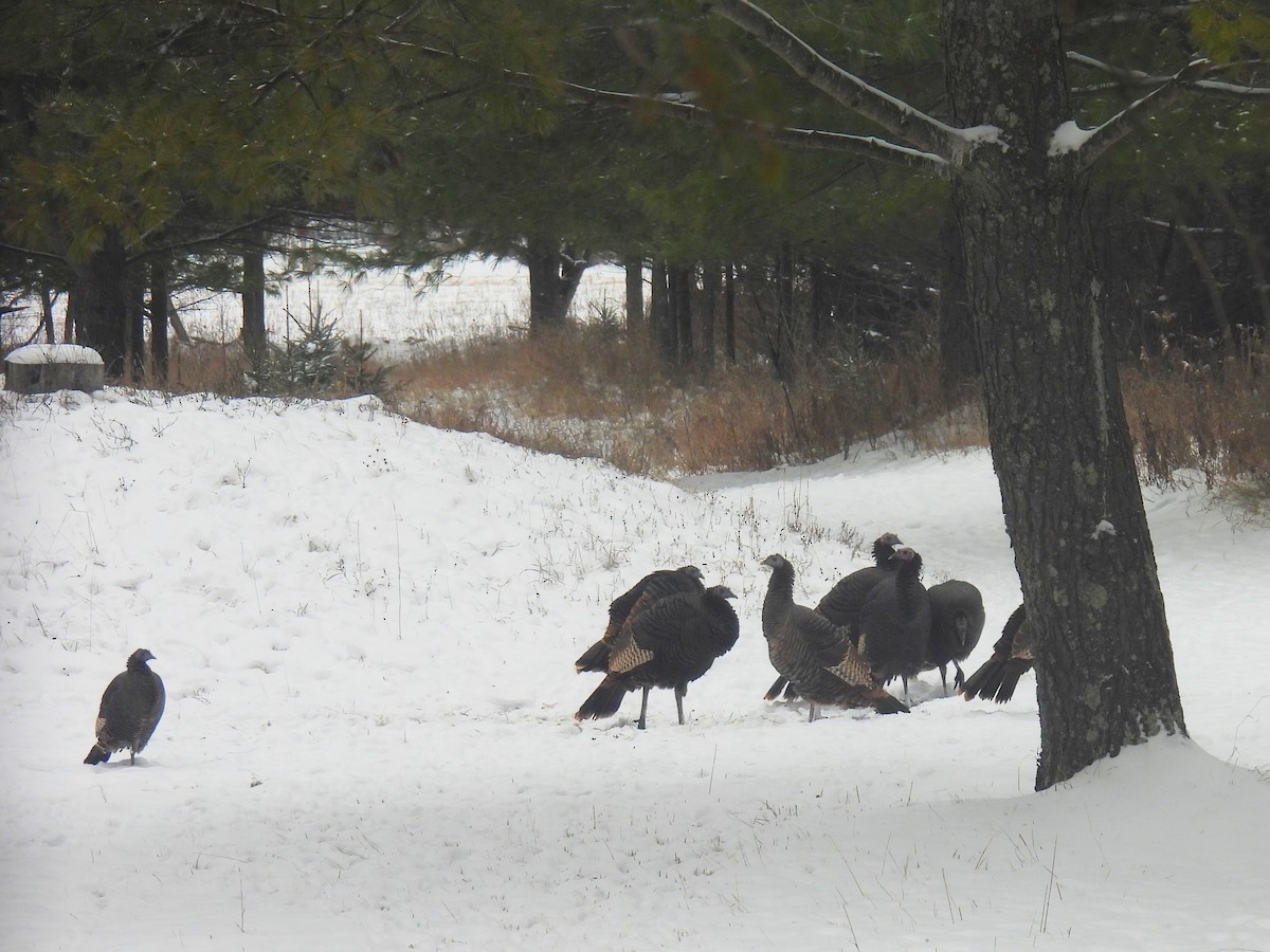 Wild Turkey - ML646250863