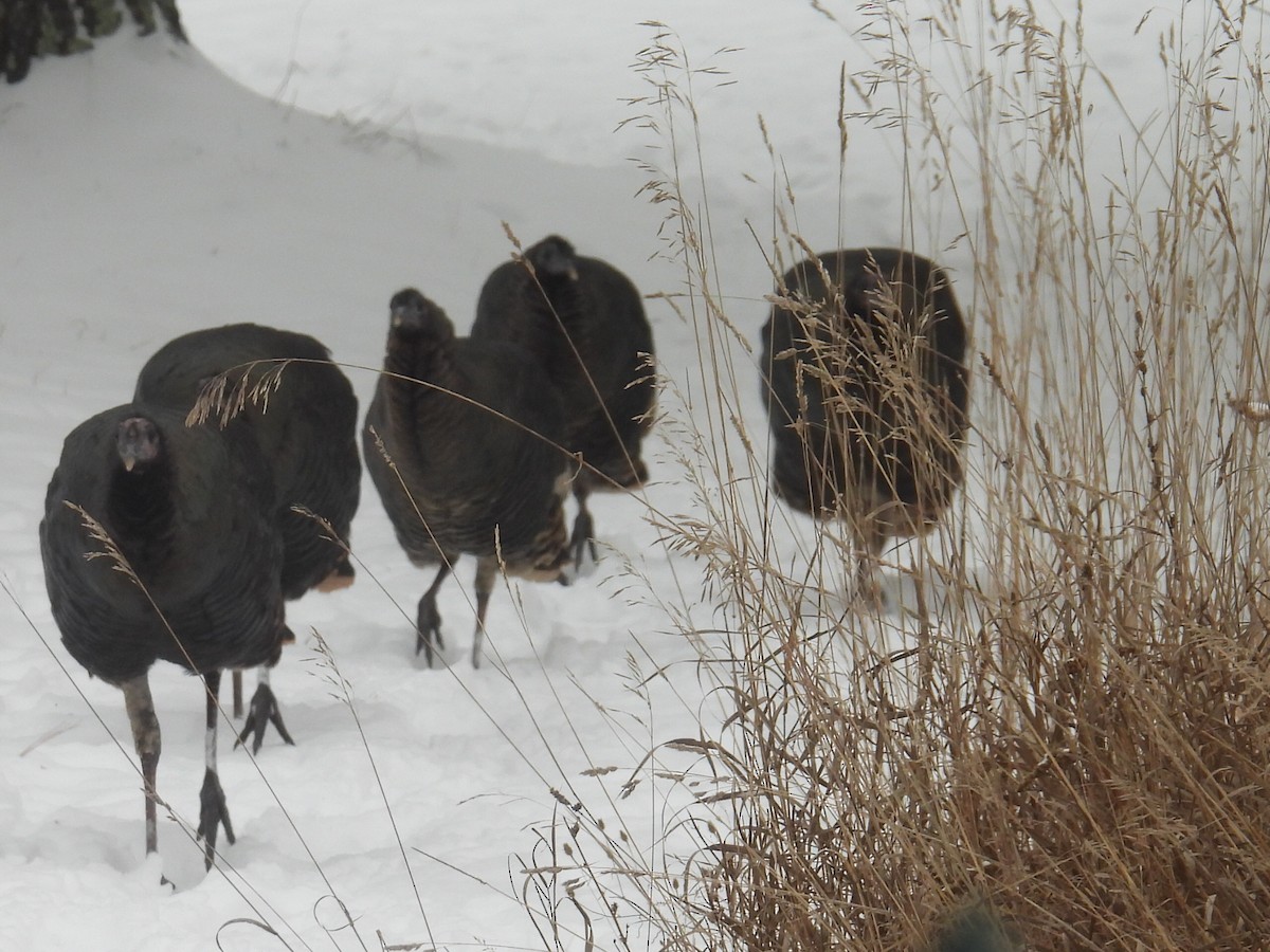 Wild Turkey - ML646250864