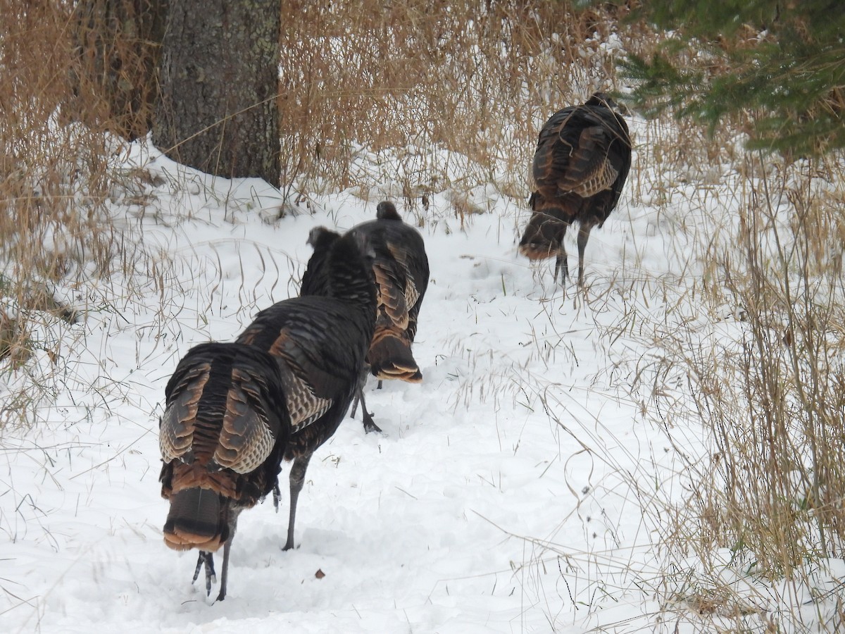 Wild Turkey - ML646250865