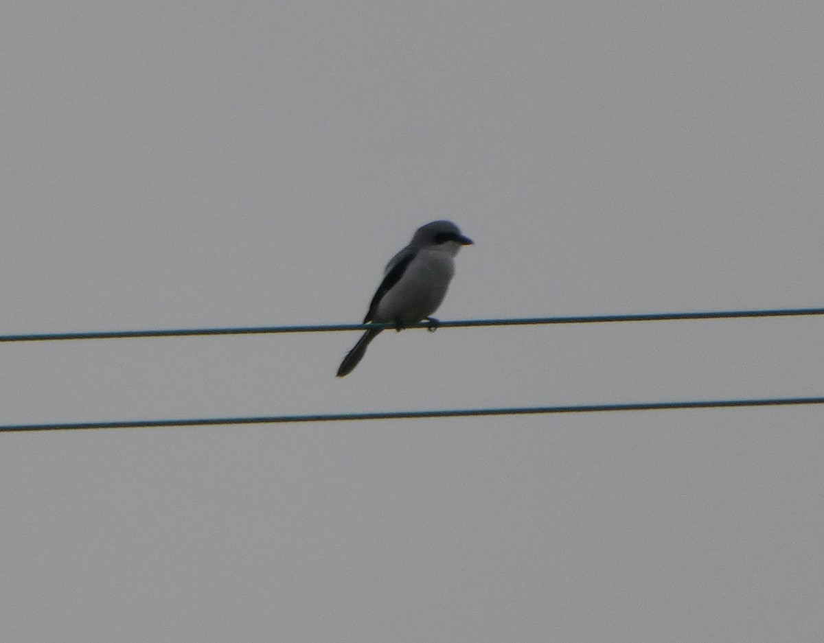 Great Gray Shrike - ML646250866