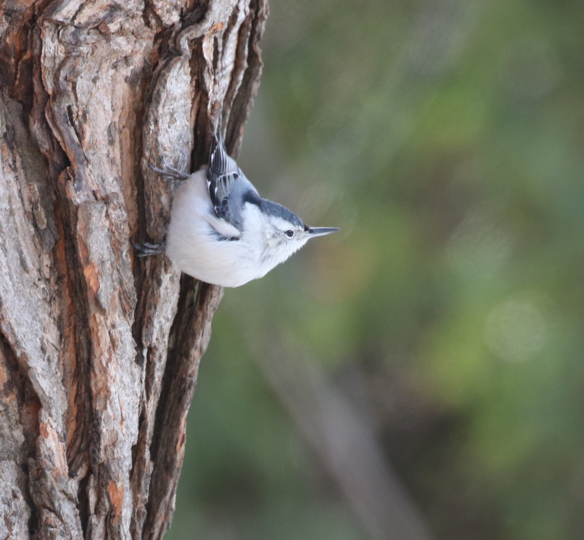 brhlík běloprsý - ML646250872