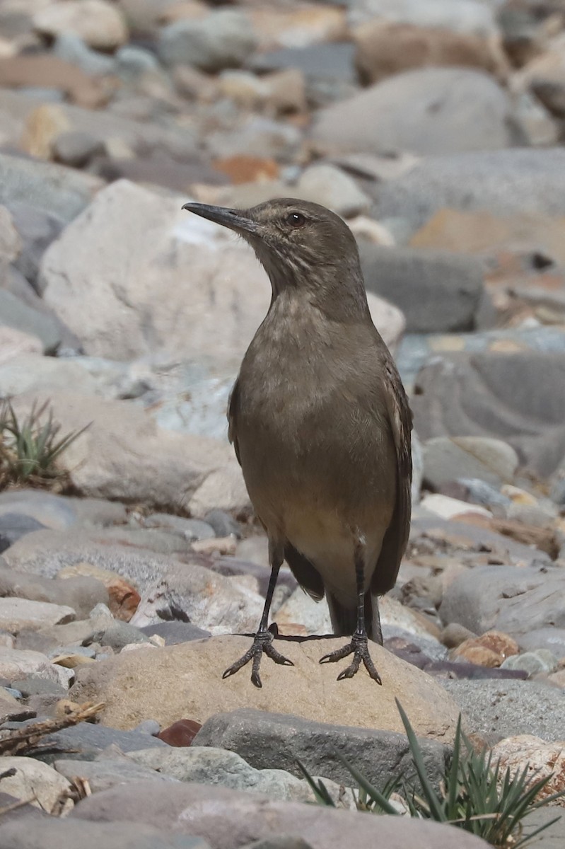 Black-billed Shrike-Tyrant - ML646250876