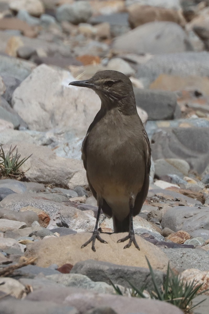 Black-billed Shrike-Tyrant - ML646250877