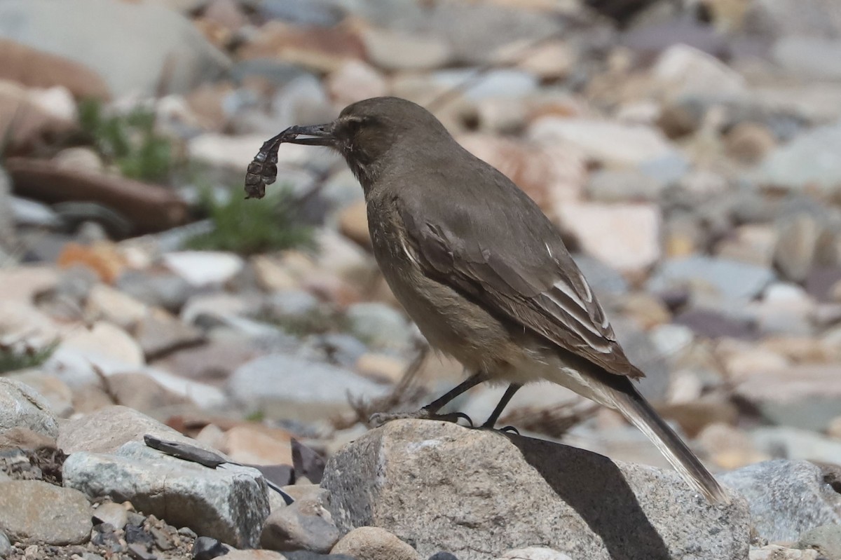 Black-billed Shrike-Tyrant - ML646250878