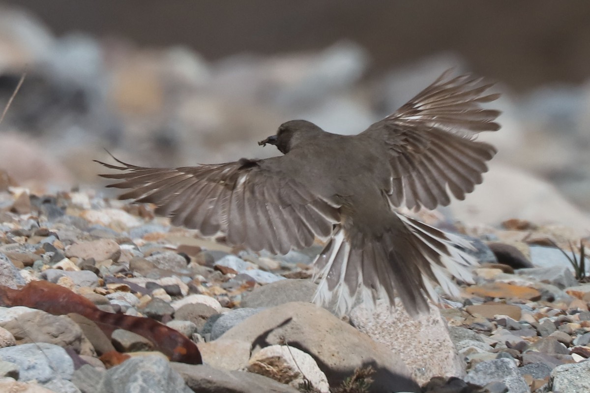 Black-billed Shrike-Tyrant - ML646250880